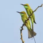 Asaluyeh-Minab – Genu Mountain – Bandar Abbas