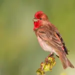 Dahte - kavir - Shahrud