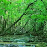 Golestan National Park