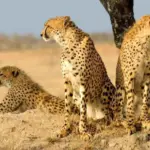 Turan-Behshahr – Turan National Park