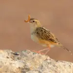 Ahvaz – Border of Iraq and Iran