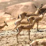 Dahte - kavir - Shahrud