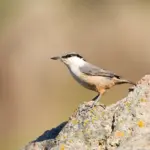 geno - Minab – Genu Mountain – Bandar Abbas